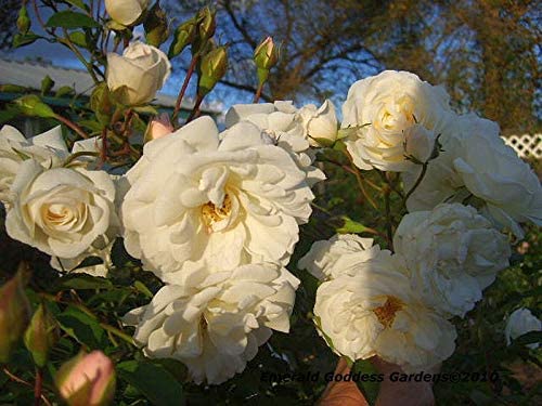 Prom Queen Old Garden Antique Own Root Climbing Rose Double White Repeat Bloomer Starter Size Emerald TM