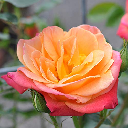 Heirloom Roses Rose Plant - Joseph's Coat Multi Rose Bush, Climbing Roses Live Plant for Planting Outdoors