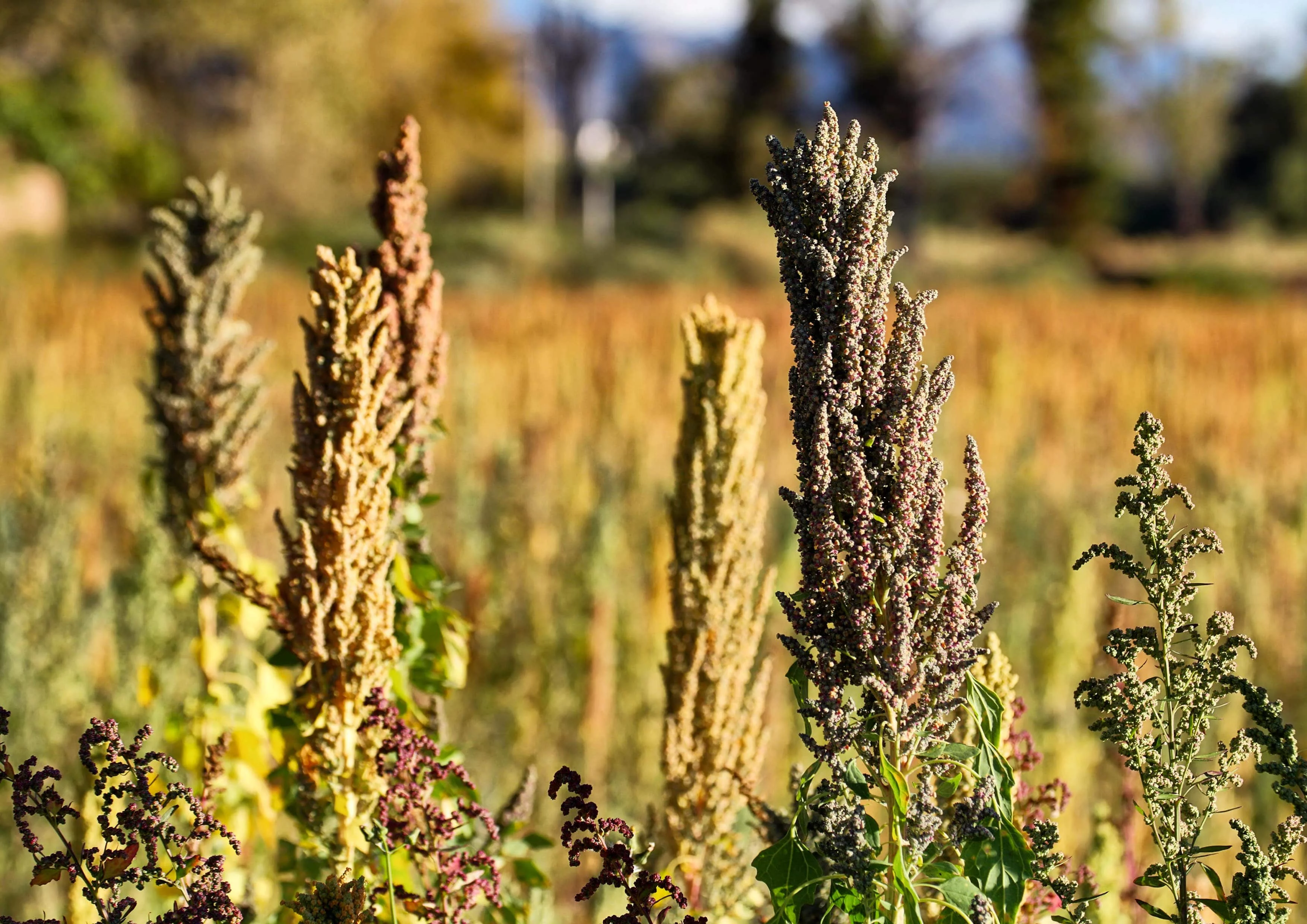 Black Quinoa, 10 Pounds — Raw, Sproutable — by Food to Live