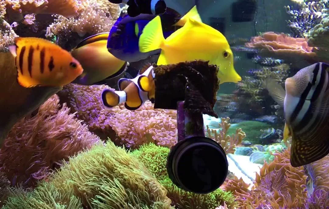 Aquatic Foods Nori 4