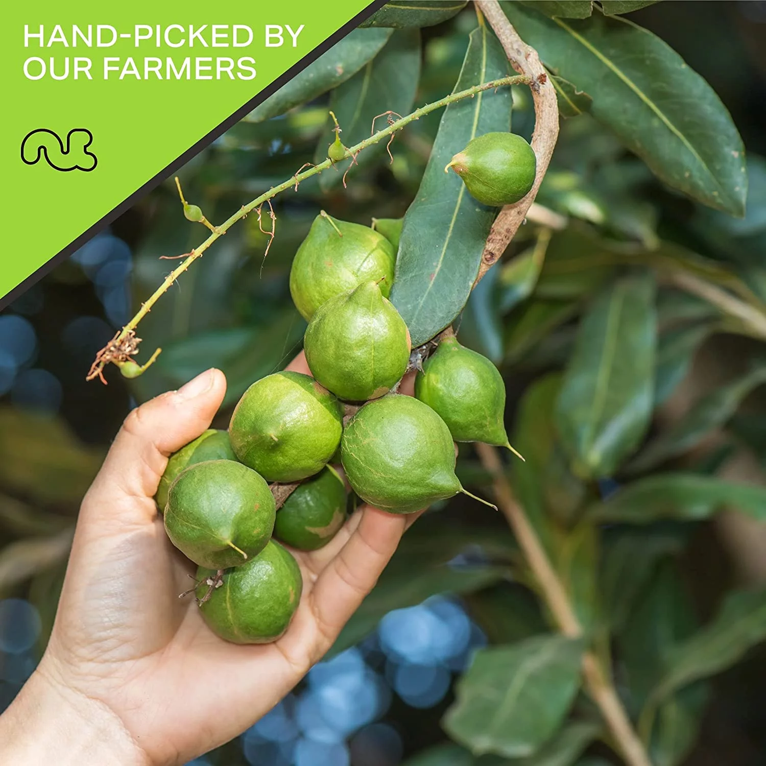 Macadamia Nuts Freshly Roasted & Salted (16oz - 1 lbs) by Nut Cravings