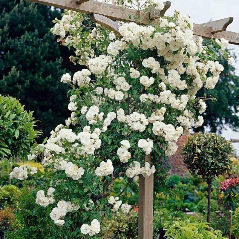 Climbing Rose Live Plant Well Rooted, No Leaf, Ready to Plant Indoor Outdoor, Climber Rose Bush, Hybrid Tea Rose Like, Very Fragrant, Long Bloomer (Don Juan)