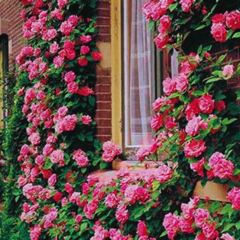 Fragrant Climbing Rose Live Plant, Well Rooted 5-9