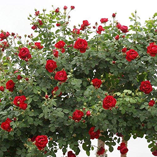 Heirloom Roses Climber Rose Plant - Cherry Garland™ Red Rose Bush, Climbing Roses Live Plant for Planting Outdoors