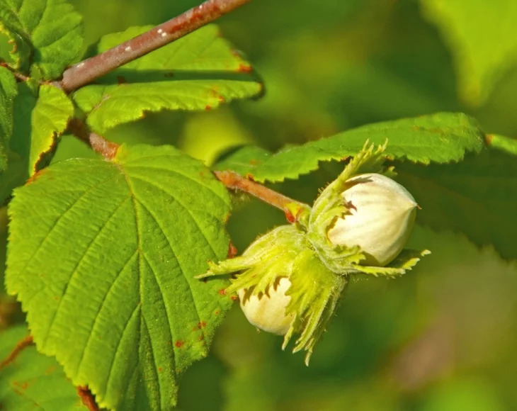 Food to Live, Raw Hazelnuts, 2 Pounds, Kosher