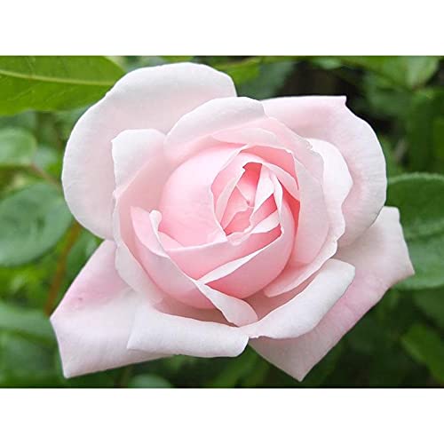 Unknown Ma Cherie Roses - New Dawn Climber - 1 Gallon Rose - Live Plant Ready to Plant