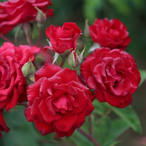 Heirloom Roses Red Climbing Rose - Lady in Red™ Live Rose Bush for Outdoor Planting
