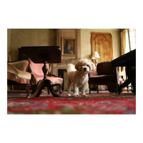 Canon EOS RP Full-Frame Mirrorless Interchangeable Lens Camera + RF24-105mm Lens F4-7.1 is STM Lens Kit- Compact and Lightweight for Traveling and Vlogging, Black (3380C132)